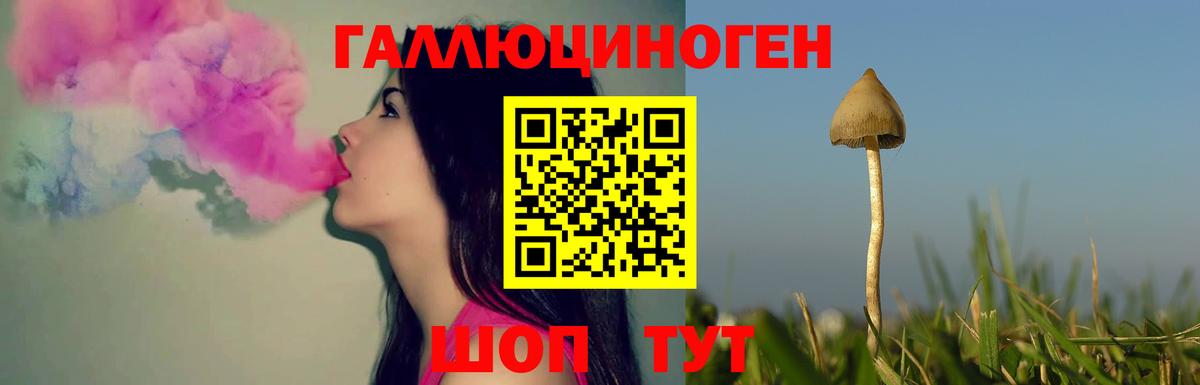 Псилоцибиновые грибы Psilocybe Тобольск